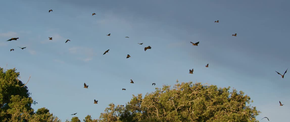 Birds flying above trees during the day