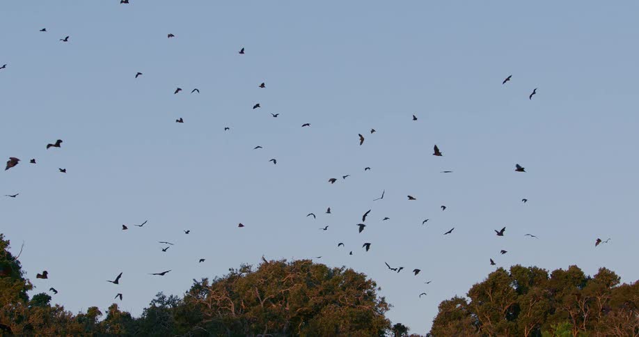 The view is of the birds are flying outdoors in the day time