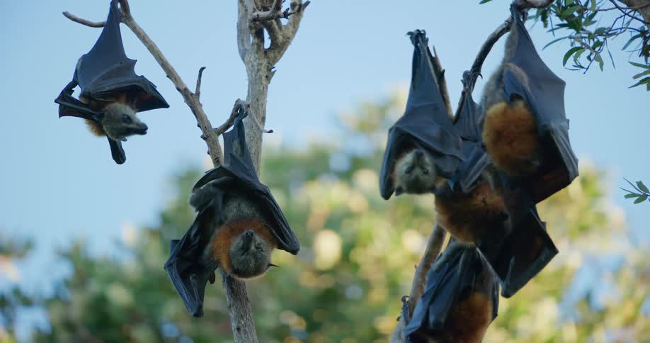 Large hanging bats scratch and groom under light blue sky