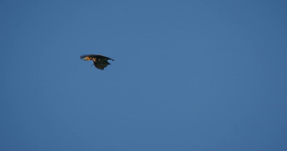 Large bat flies trough the blue sky