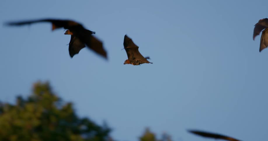 A bat flying during daytime joins other bats already in flight