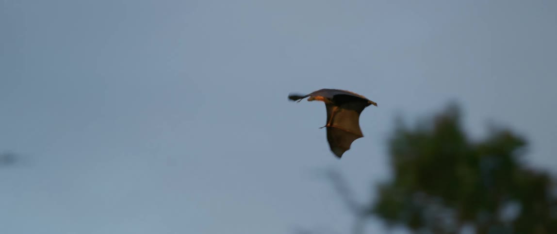 A bat spreads it wings and gracefully flies near trees among other bats