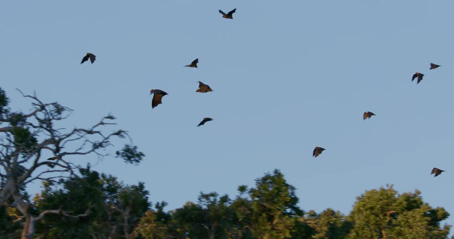 A view of bats flying around at dusk