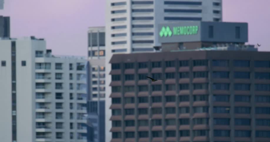 Bird flying against the apartment buildings in the city
