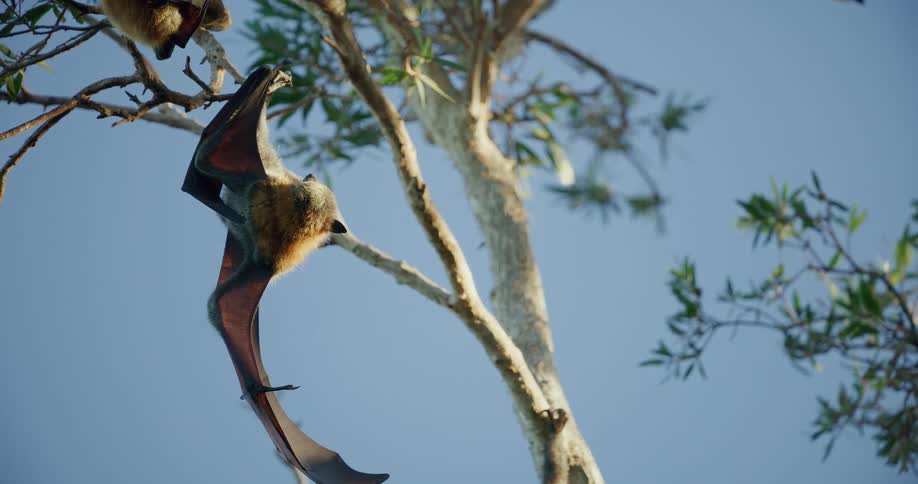 Giant bat hanging upside down from the branch of a tree under a blue sky