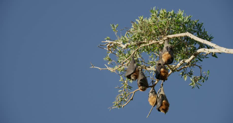 A group of six bats sleeping while hanging upside down on a tree branch