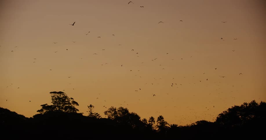 Bats are flying over trees in an orange sky as the sun sets