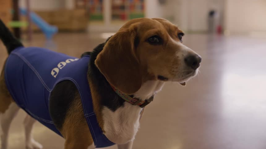 A focused beagle wearing a blue vest