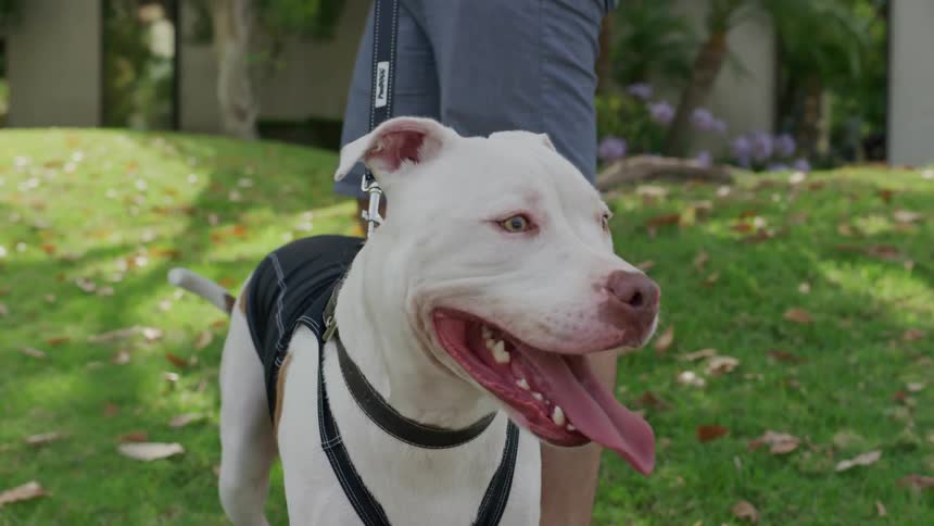 Dog wearing harness stands with man holding its leash