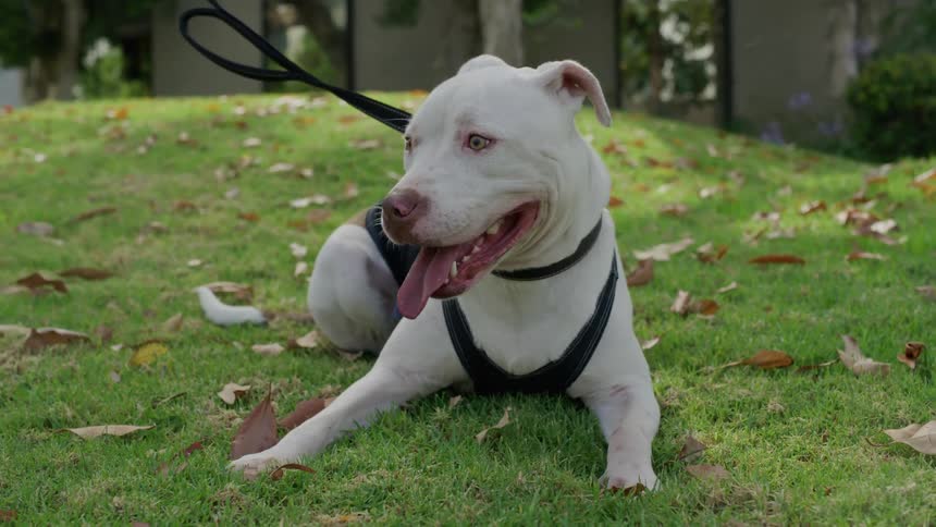 White pitbull with harness lying on green grass