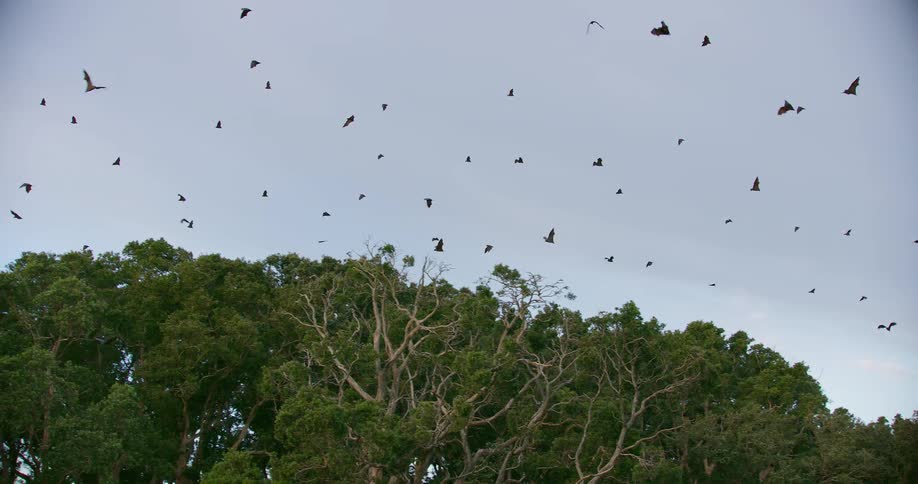 Several bats fly through sky over treetops