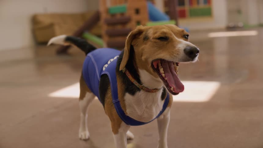 A dog is yawning and wagging its tail while wearing a blue vest and standing in a playroom
