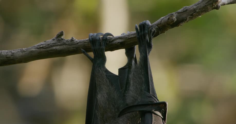 A close up of a bats feet hanging from a small branch