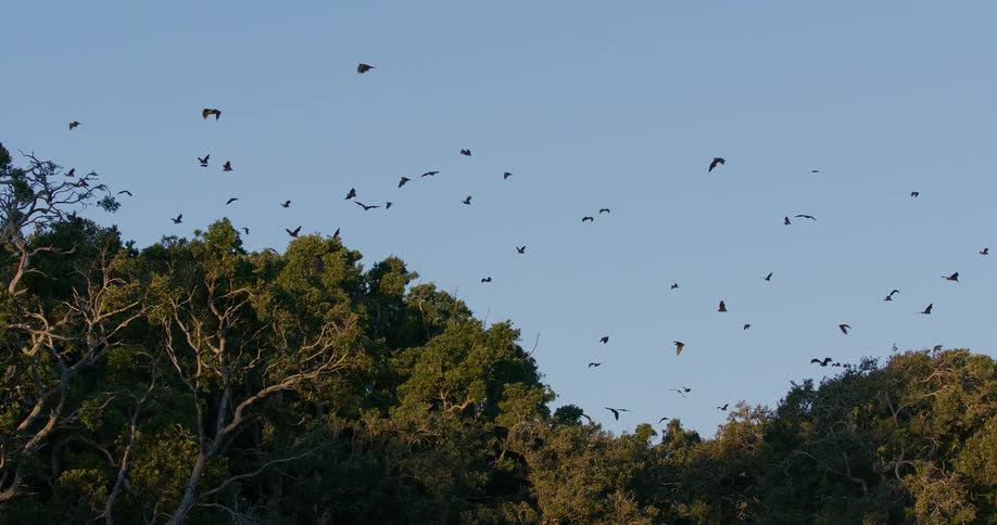 The view is of the forest area in the middle of the day