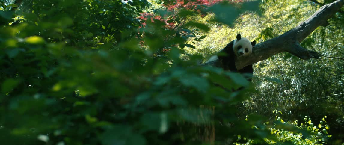 A panda bear resting on a tree trunk his arms hanging down from it