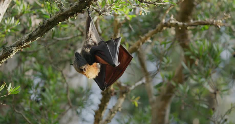 A bat stretches its wings as it hangs upside down in a tree