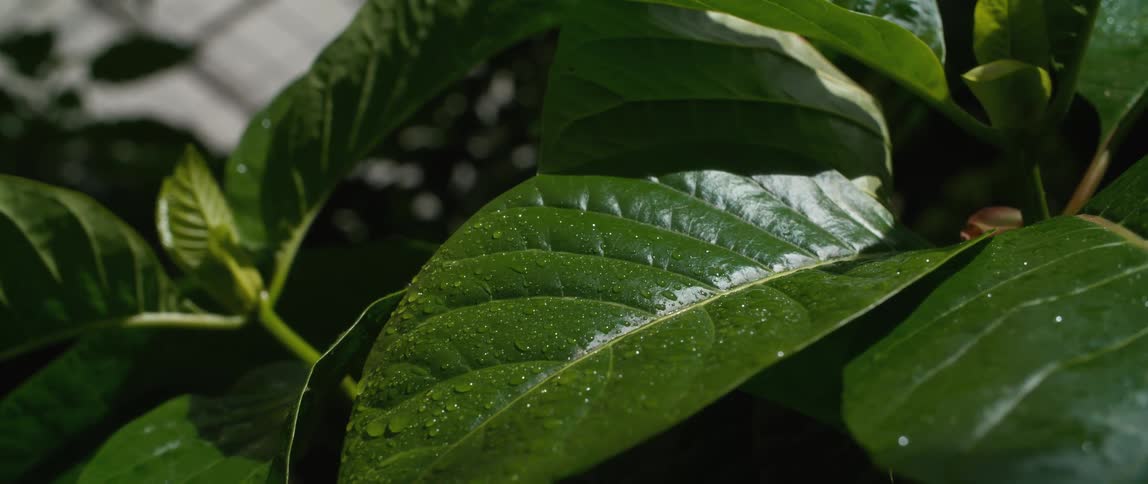 A green leaf with a white powder covered in dew