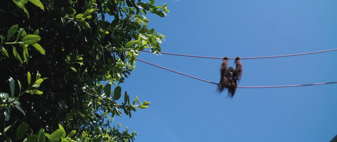 Orangutan hangs between cables near tree under a blue sky