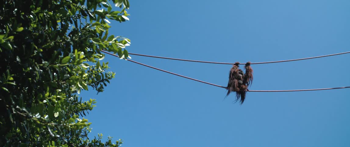 Monkey crossing the ropes in the forest