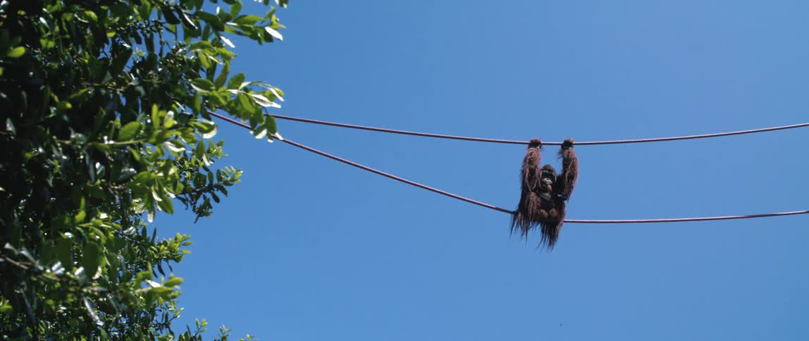An orangutan is standing on a rope stretched across trees as it holds on to a rope overhead
