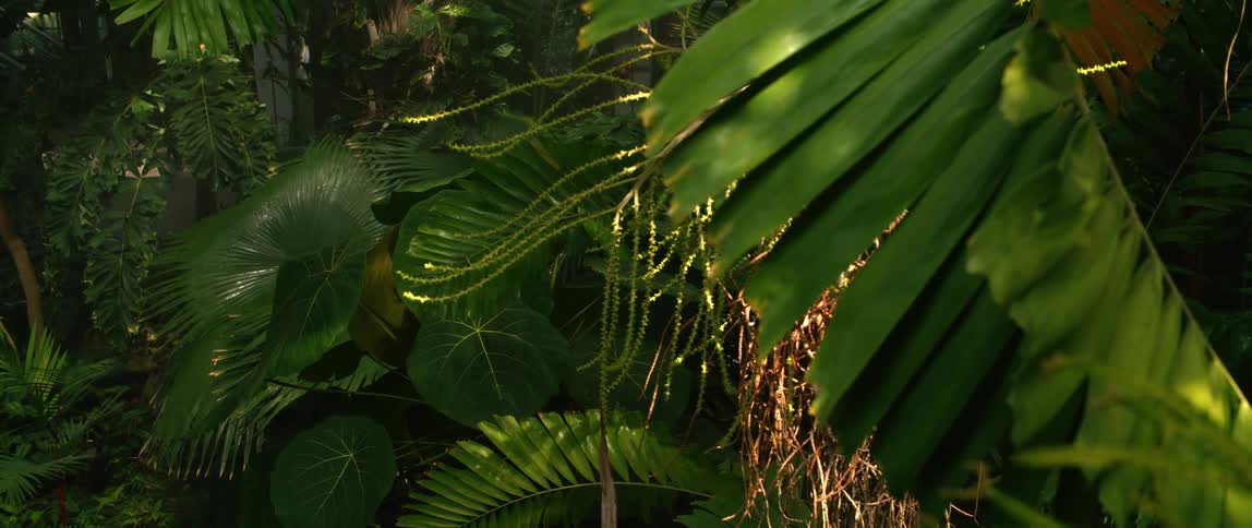 Deep jungle with palm leaves dripping water