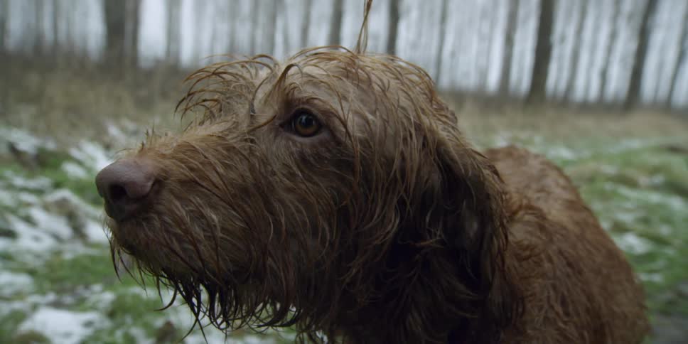 A wet dog is sitting outside