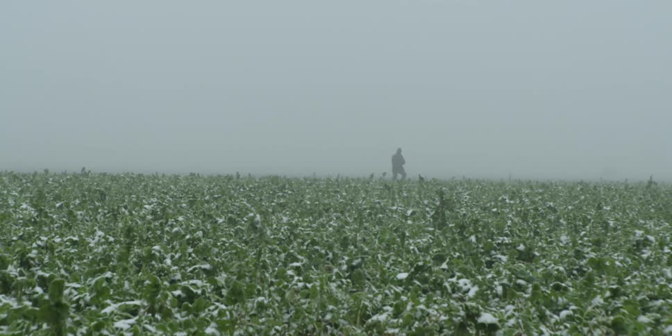 A man walks in a field on a foggy day
