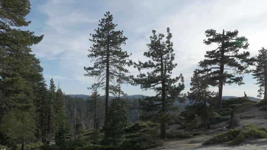 A tree covered hill in the day