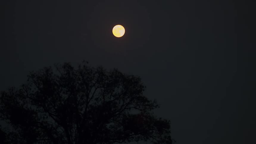 A yellow moon rises in a night sky