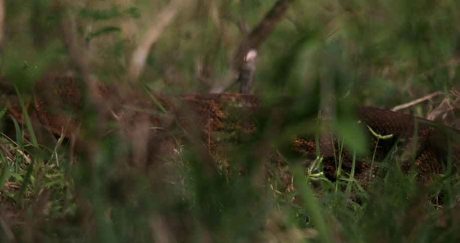 Brown lizard walking over the grass