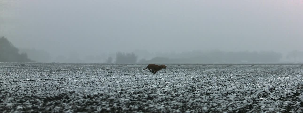 A dog runs across a field on a foggy day