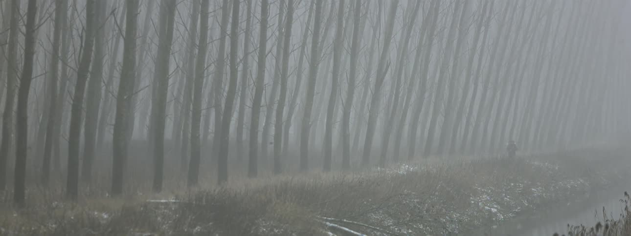A bird flies through the trees on a foggy day