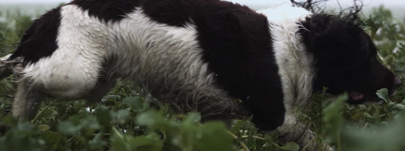 A dog runs through a field