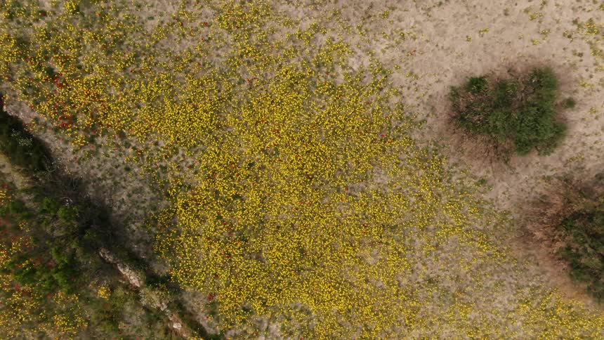 Aerial view looking straight down on a small field of yellow wildflowers daytime