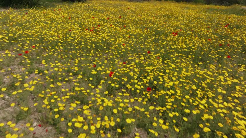 Landscape of yellow and red flowers in the field