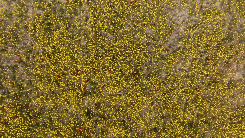The view is of a field of flowers outside in the day time