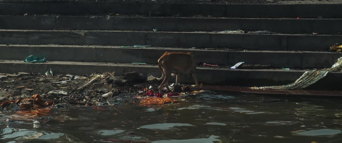 A dog walking around the garbage and debris washed over concrete stairs near a river
