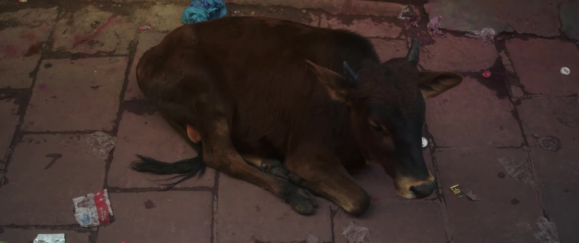 Calf with small horns lies on paved walkway
