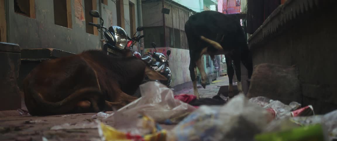 Two cows shaking their tails and ears in a garbage filled alleyway