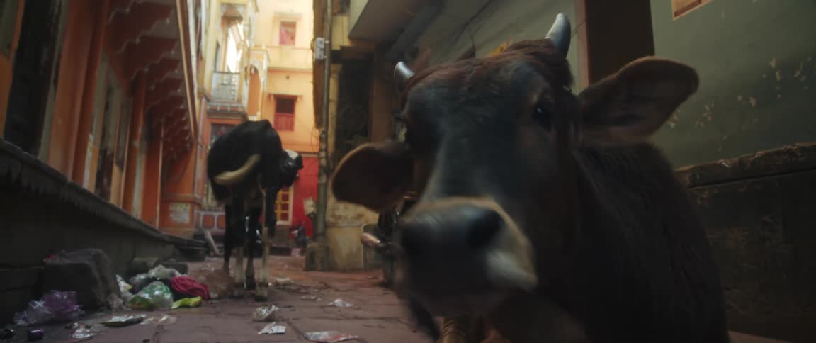 Cows in dirty street
