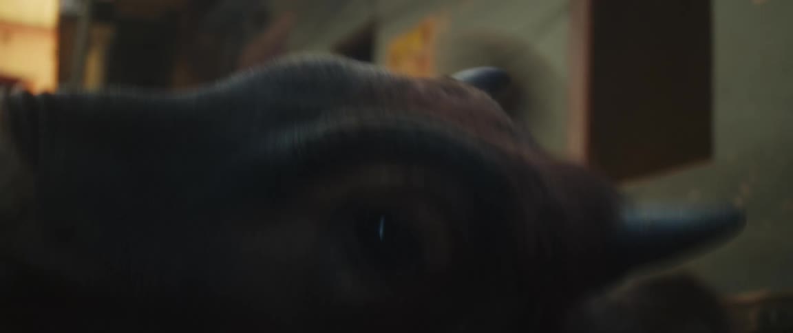 The bull wiggles its ears