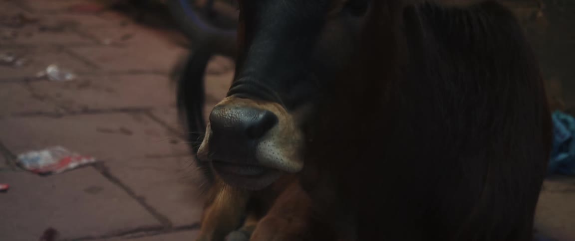 The cow moves his tail around