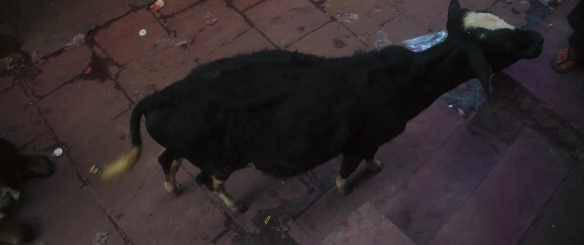 Black calf approaching person with flip flops and black pants in the street