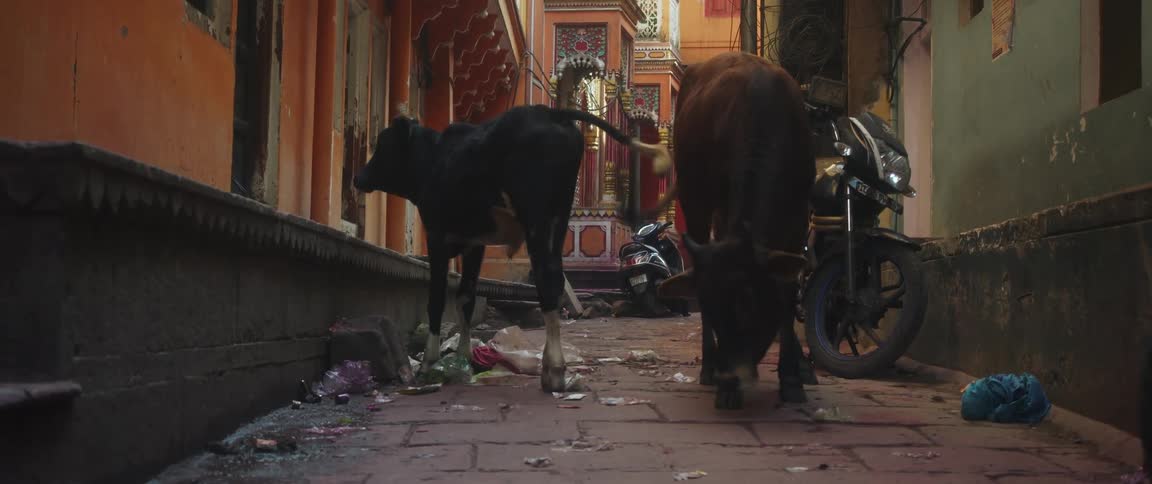 Black and brown cow in a city alleyway near a motorcycle