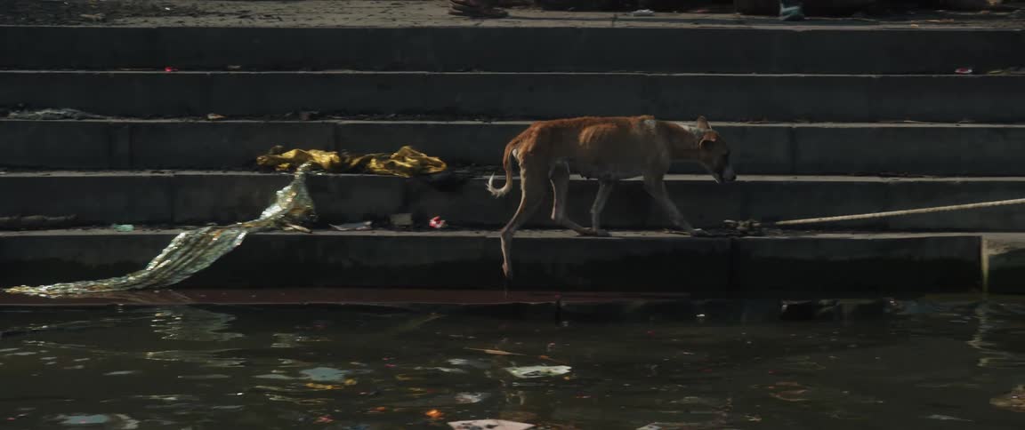 Stray dog walking across stairs next to flood water in the daytime surrounded by trash