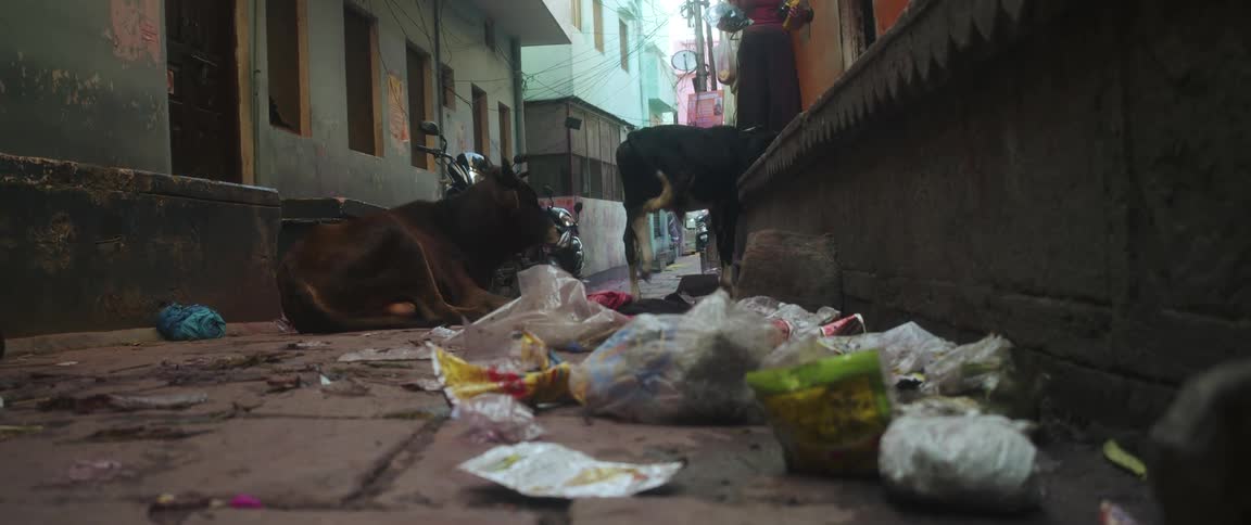 Person stands on building platform near two bovines occupying alley strewn with trash