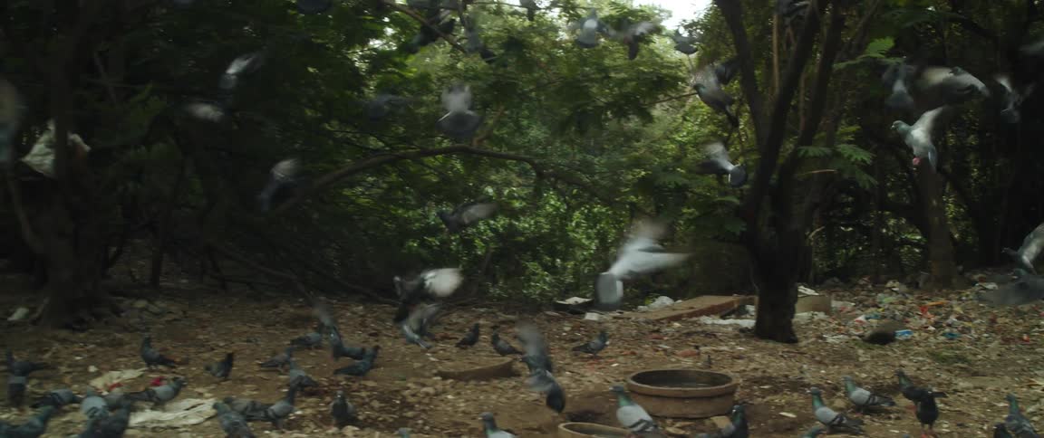 A flock of birds walking and eating on soil start to fly off in to nearby trees