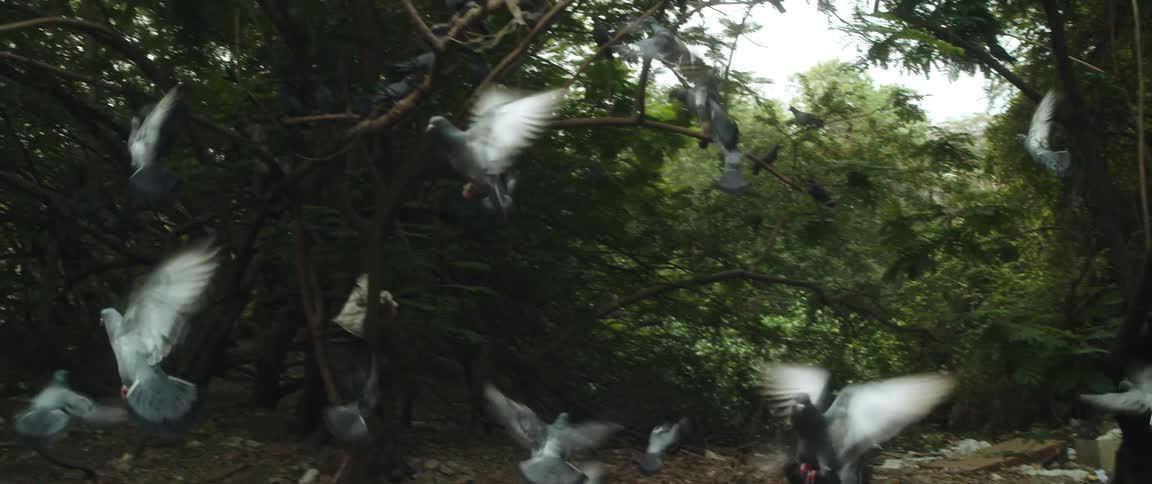 A flock of birds walk on soil littered with debris and then fly up to land on tree branches