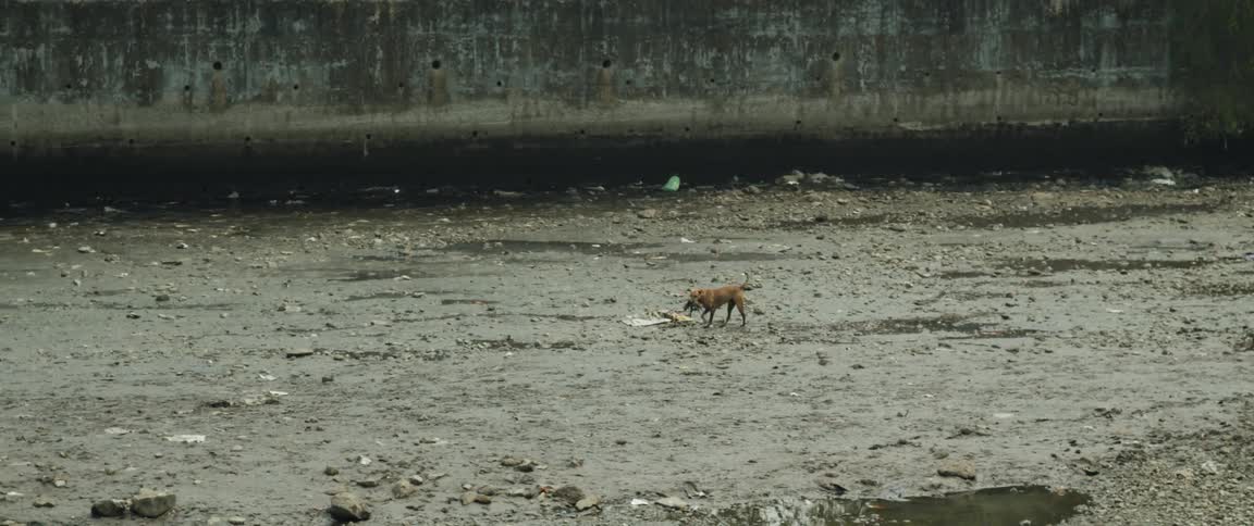 The view is of an animal that is walking around in the day time