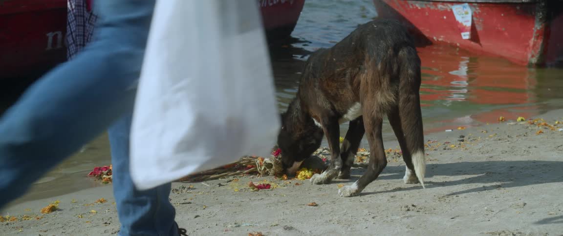Garbage on the ground near the waters edge as a stray dog eats it and people walk by